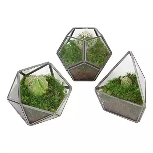 3. Air purifying and stress relief Live Moss Decor- Set of 3